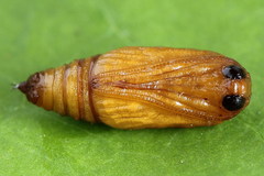 Acasis viretata