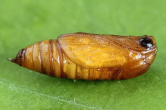 Acasis viretata