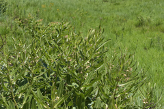 Xysmalobium undulatum