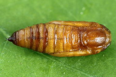 Acasis viretata