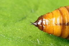 Acasis viretata