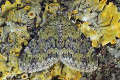 Acasis viretata
