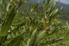 Xysmalobium undulatum