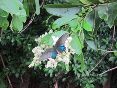 Papilio bianor thrasymedes