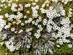 Dracophyllum muscoides