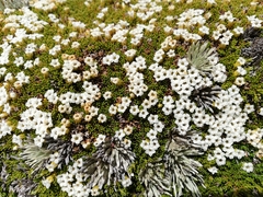 Dracophyllum muscoides