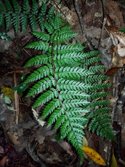 Polystichum silvaticum