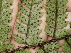 Polystichum silvaticum