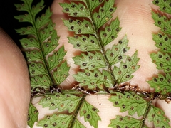 Polystichum silvaticum