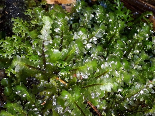 Calyptrochaeta