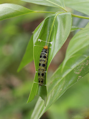 Bibasis harisa consobrina