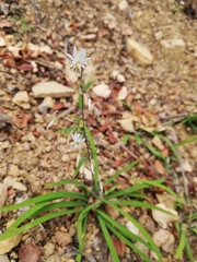 Arthropodium candidum