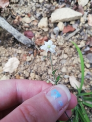 Arthropodium candidum