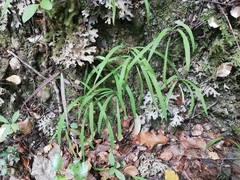 Arthropodium candidum