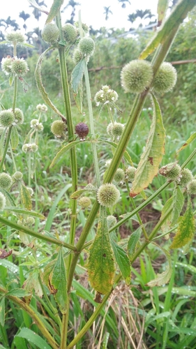 Hyptis brevipes iNat (3)