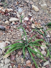 Arthropodium candidum