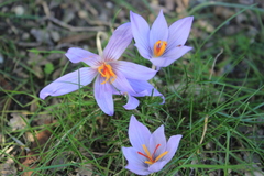 Crocus pallasii