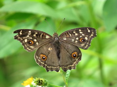 Junonia lemonias aenaria