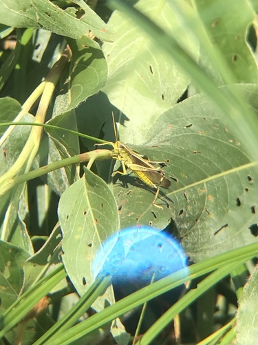 Graceful Sedge Grasshopper photo 2