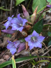 Gentiana cephalantha
