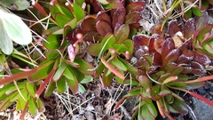 Epilobium crassum
