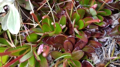 Epilobium crassum