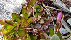 Epilobium crassum