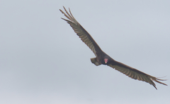 Cathartes aura image