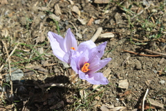 Crocus pallasii