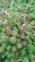 Limnophila trichophylla