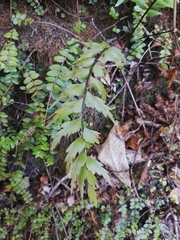 Asplenium polyodon image