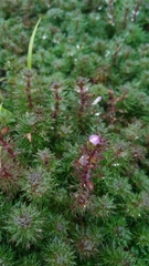 Limnophila trichophylla