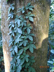 Tetrastigma obtectum glabrum