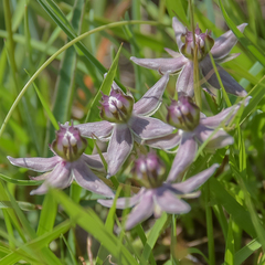 Asclepias gibba