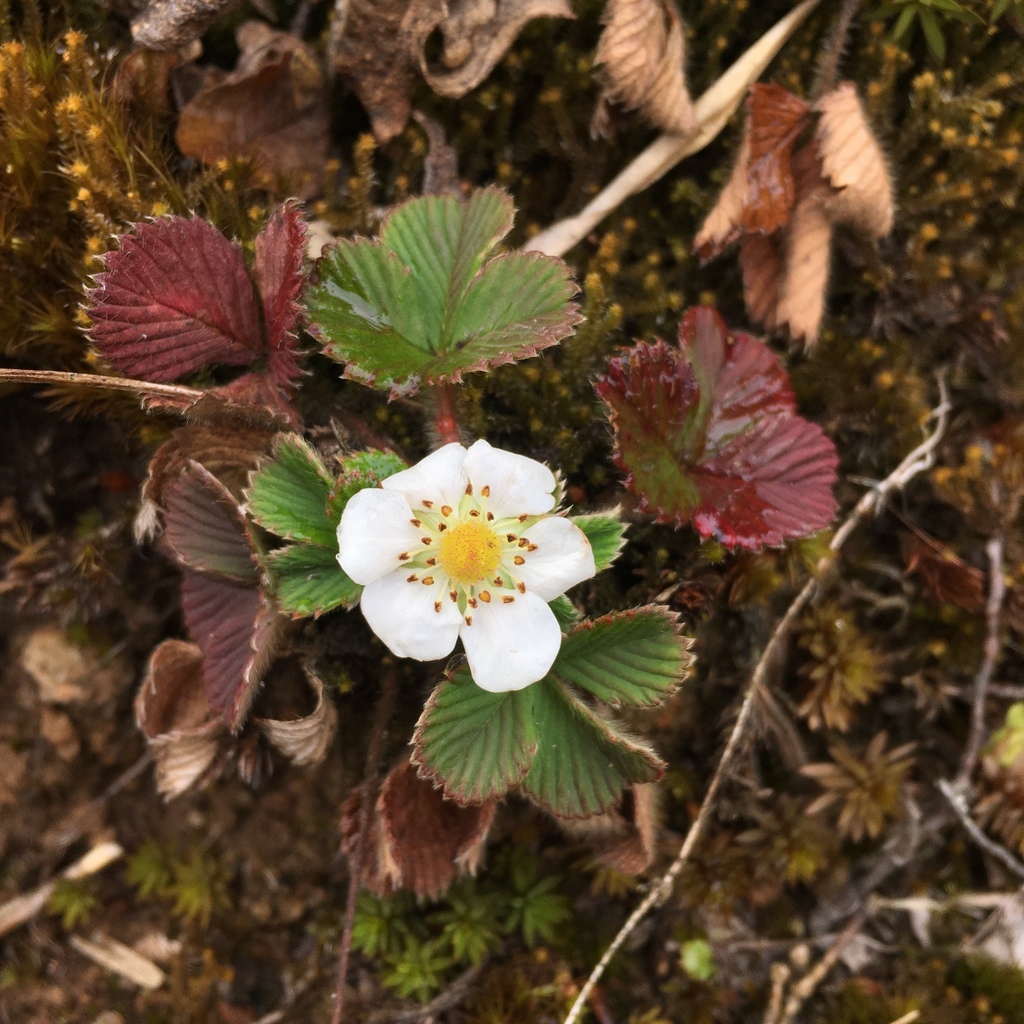 Fragaria nilgerrensis (Fragaria nilgerrensis)
