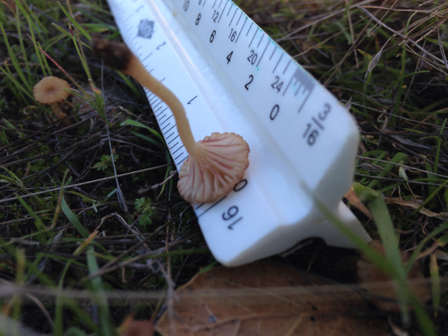 iNaturalist observation photo of rosy navel