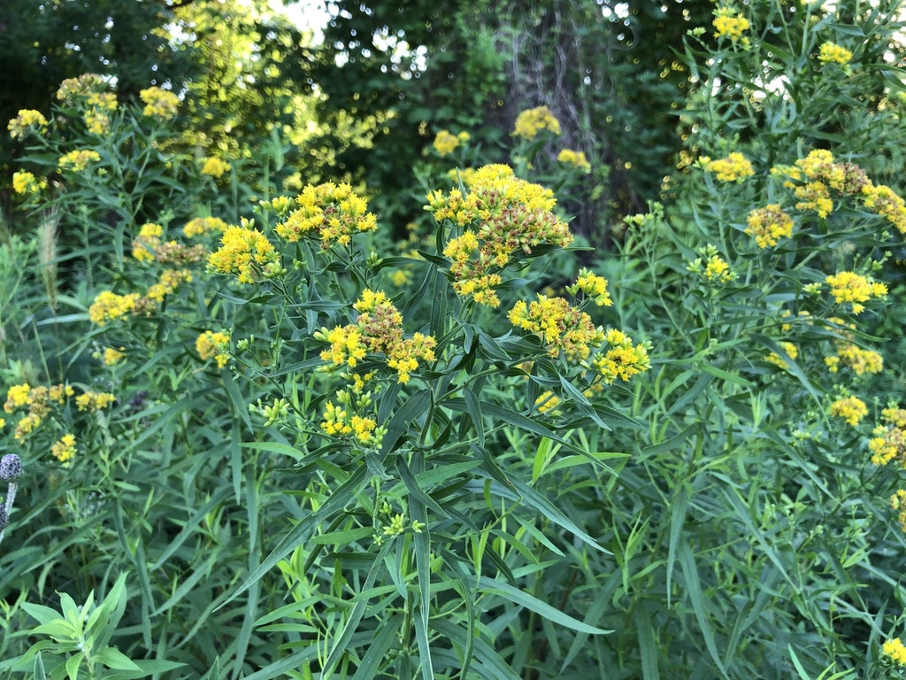 flat-topped goldenrod in July 2023 by Matt Tomlinson · iNaturalist