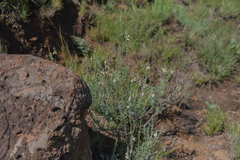 Jamesbrittenia pristisepala