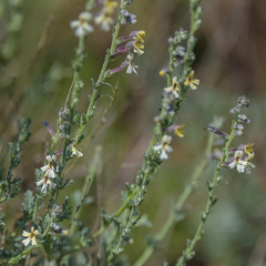 Jamesbrittenia pristisepala