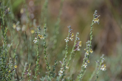 Jamesbrittenia pristisepala