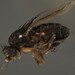 Leptocera erythrocera - Photo 由 Eric Cleveland 所上傳的 (c) Eric Cleveland，保留部份權利CC BY-NC