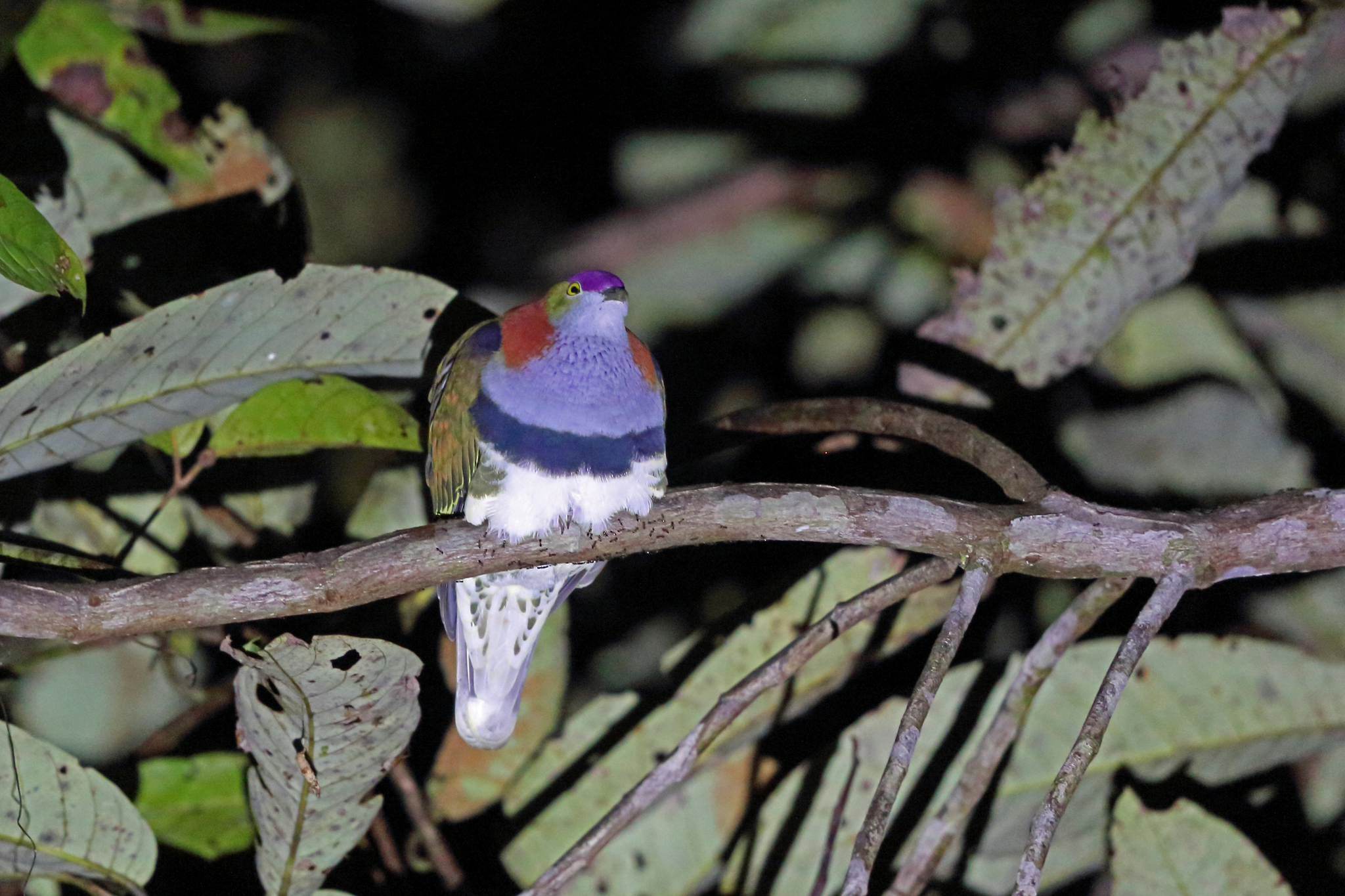 Superb Fruit-Dove illustration