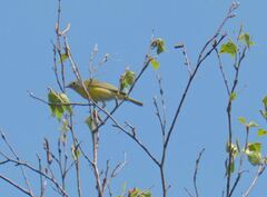 Leiothlypis ruficapilla image