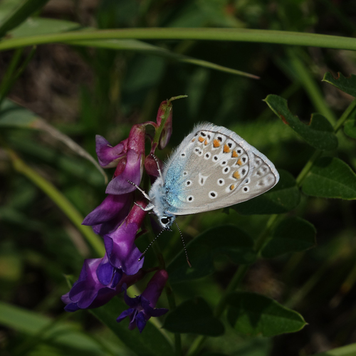 Common Blue