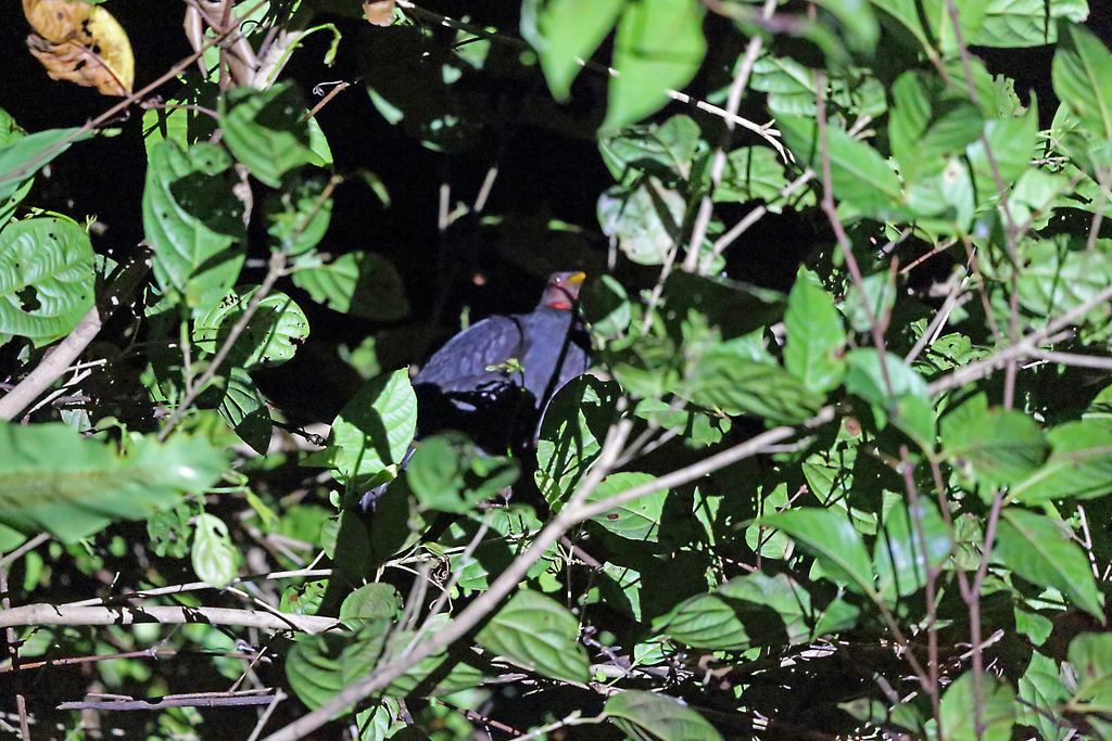 Biak Megapode photo