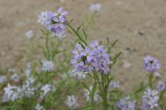 Cakile maritima euxina