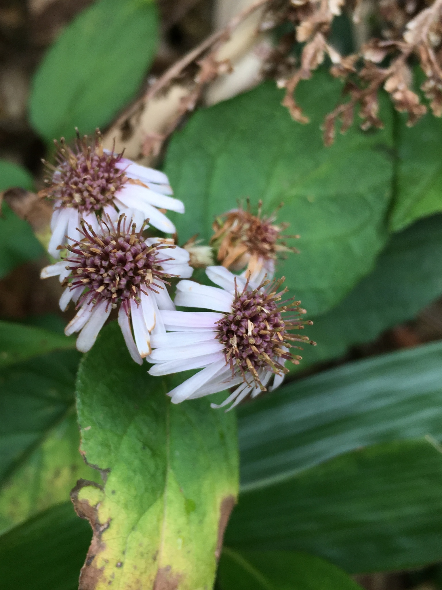 Aster ageratoides — ảnh 2
