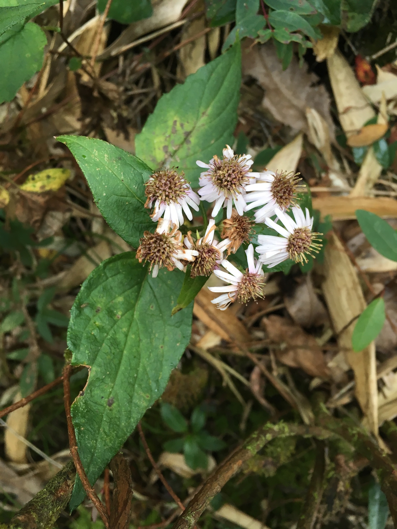 Aster ageratoides — ảnh 3
