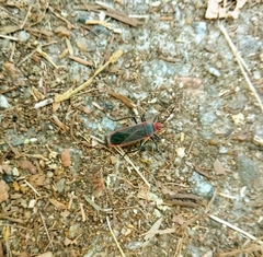 Thunbergia marginata