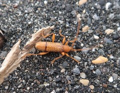 Xuthodes punctipennis